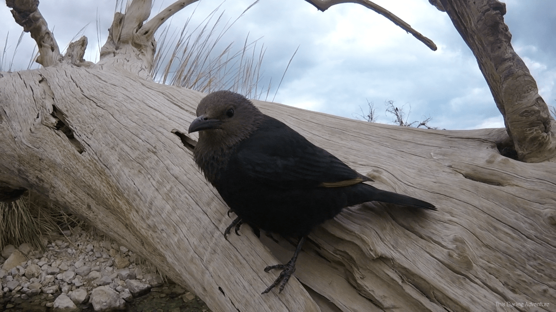 throwback-thursday-8-ein-gedi-d