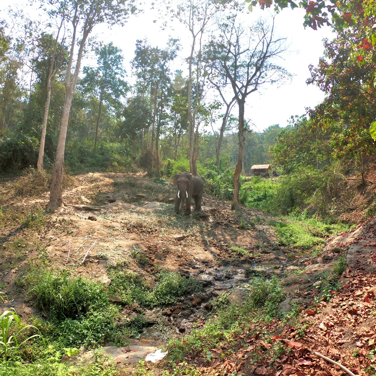 Chai Lai Orchid: An Authentic Experience with&nbsp;Elephants