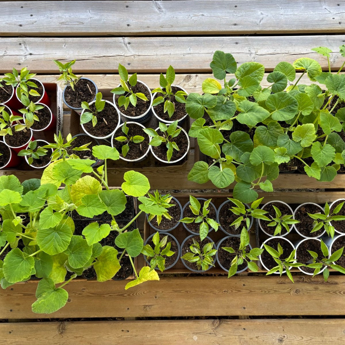 The Ultimate Gardening Guide (Part II): Growing in the Great&nbsp;Outdoors