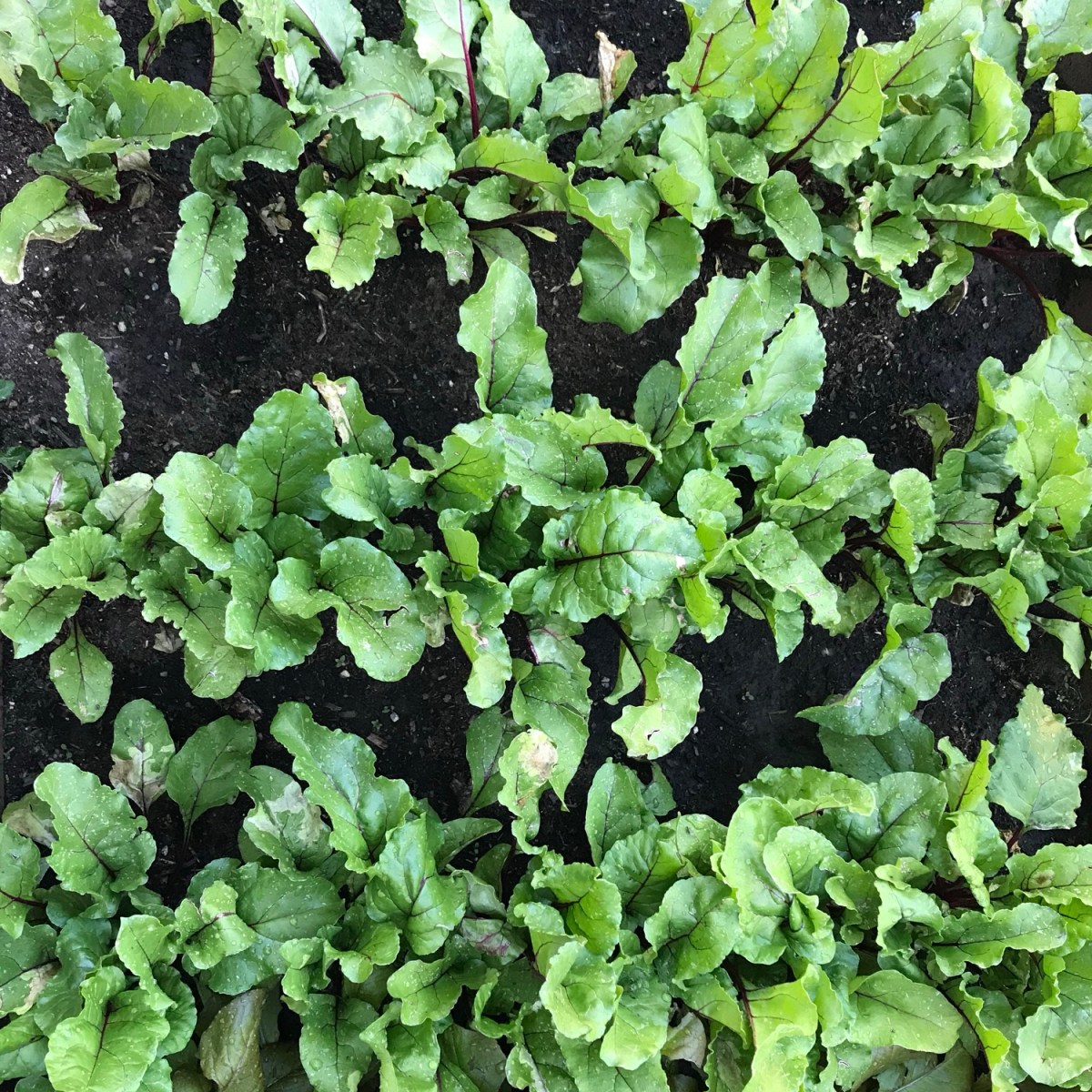 What We’re Planting: A Peek at Our 2026 Garden&nbsp;Plans